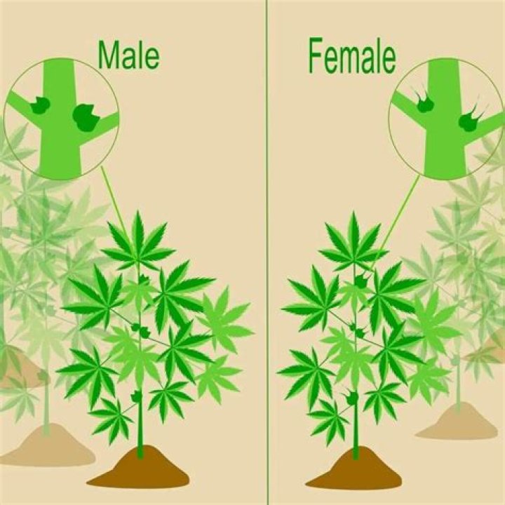 How do you tell the difference between a male and female fig tree?