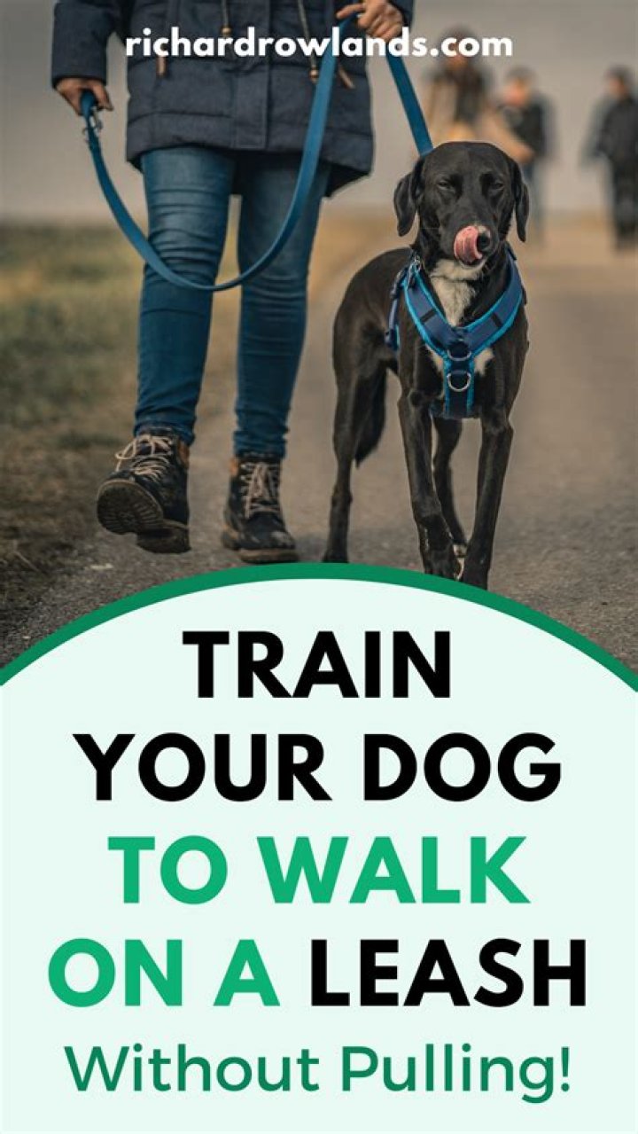 How do you train a big dog to walk on a leash without pulling?