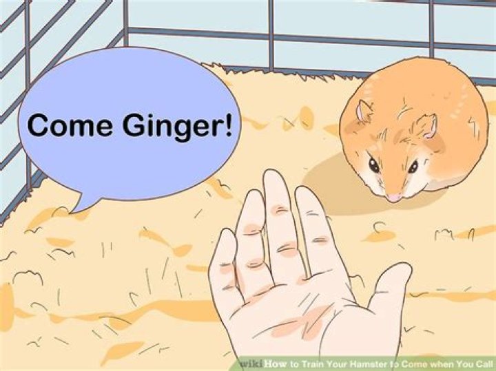 How do you train a hamster to come when called?