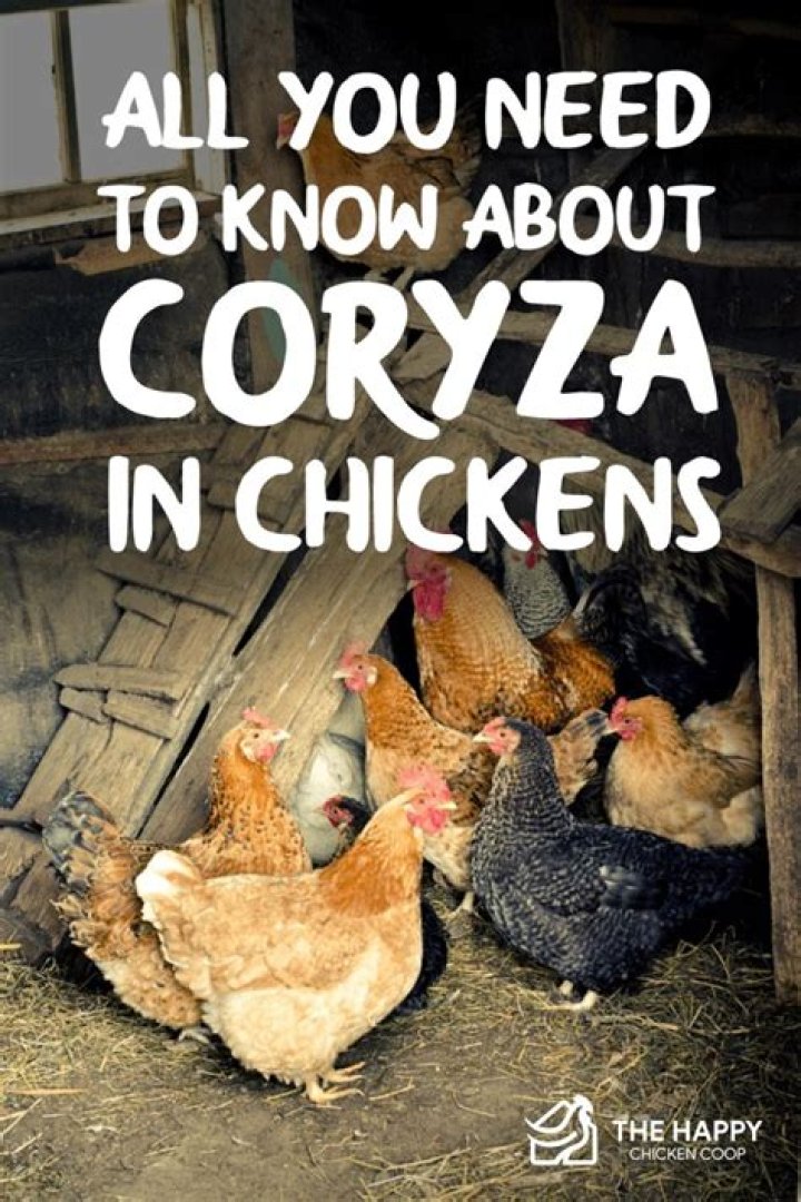 How do you treat coryza in chickens?