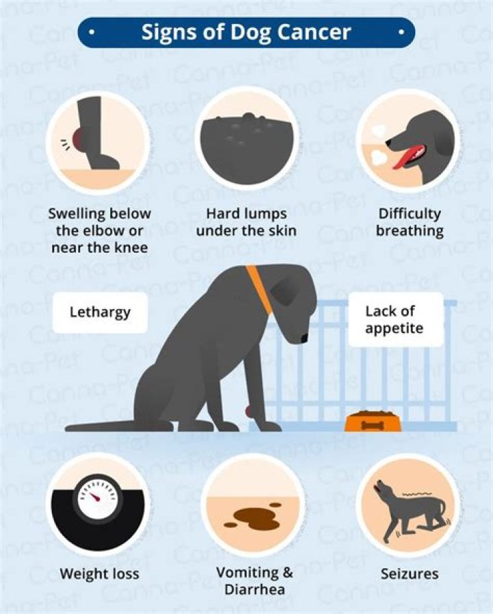 How do you treat epididymitis orchitis in dogs?