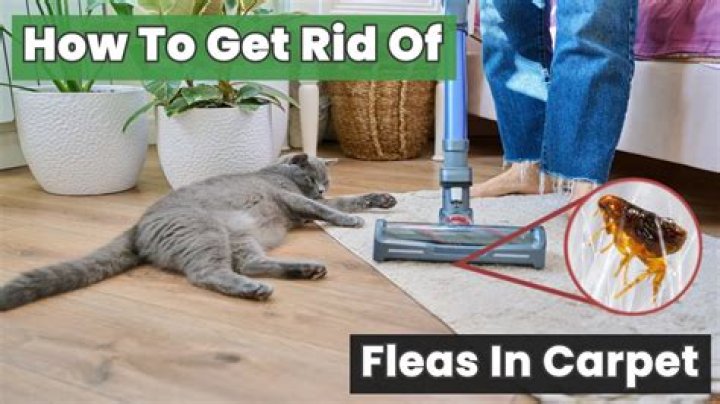 How do you use baking soda to get rid of fleas in carpet?
