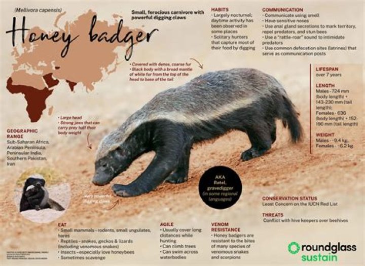 How does badger taste like?