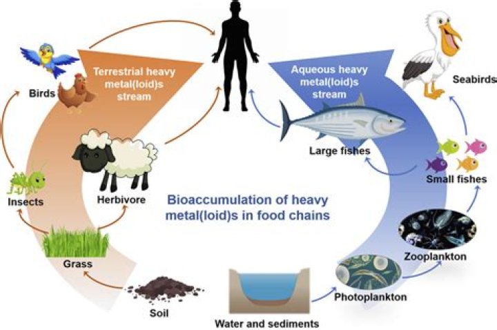 How does biomagnification affect a food chain?