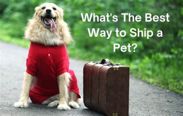 How does shipping a dog work?