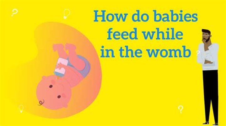 How does the baby get food in the womb?