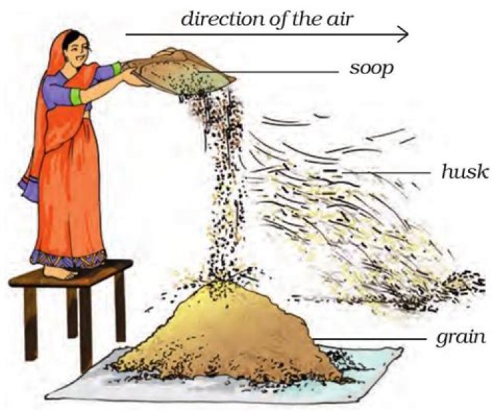 How does winnowing help in separation of grains from husk Class 8?