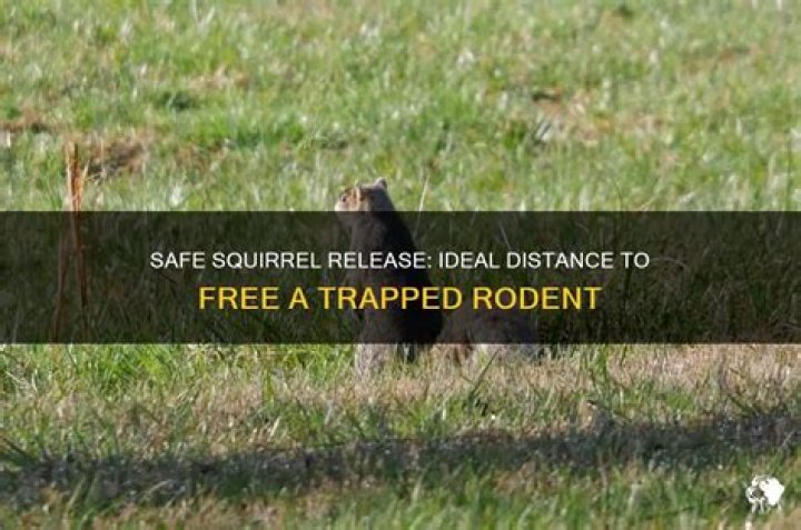 How far away should you release a trapped squirrel?