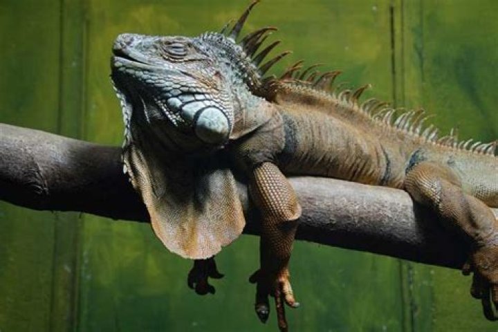 How far away should you sleep from a smart meter?