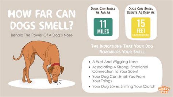How far can a dog smell their owner?