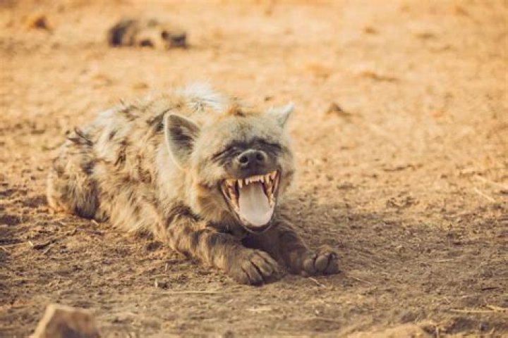 How far can you hear a hyena laugh?
