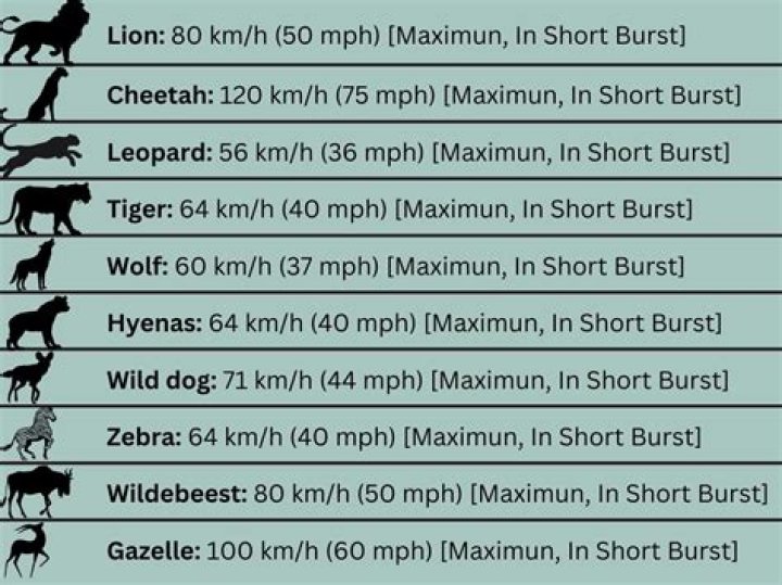 How fast can a mountain lion run?