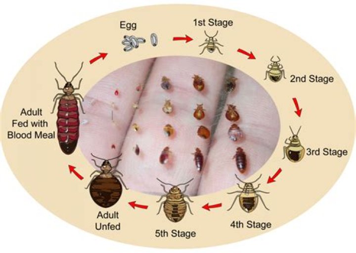 How fast can bed bugs crawl?