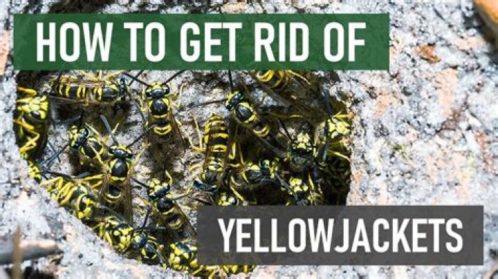 How fast do Yellow Jackets reproduce?