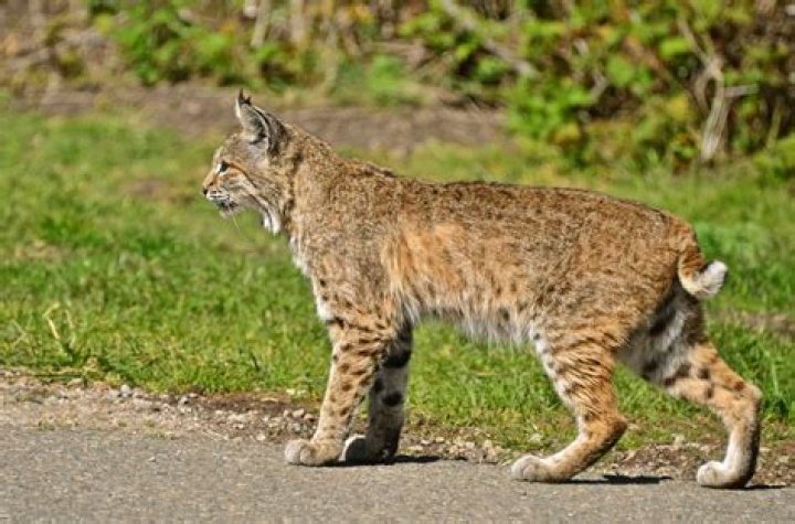 How fast does a bobcat go?