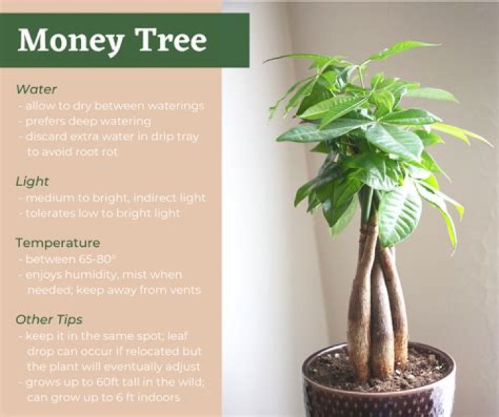 How fast does a money tree grow?