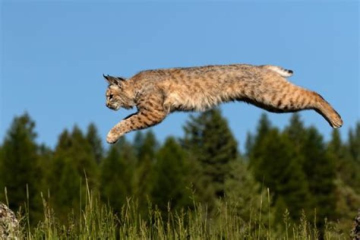 How high can a bobcat jump?