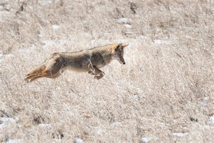 How high can coyotes jump?
