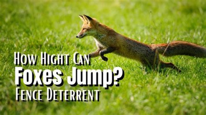 How high will a fox jump?