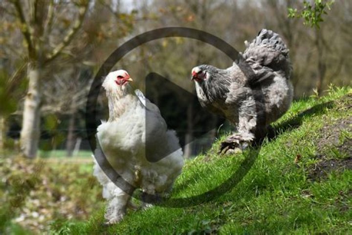 How hot is too hot for chickens?