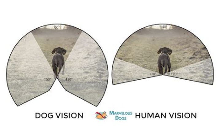 How is a dogs vision?