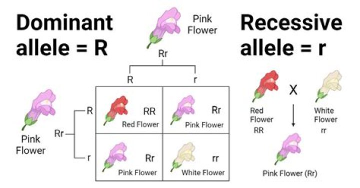 How is codominance different from a dominant and recessive relationship?