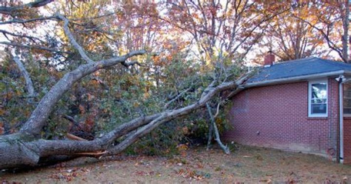 How likely is a tree to fall on your house?