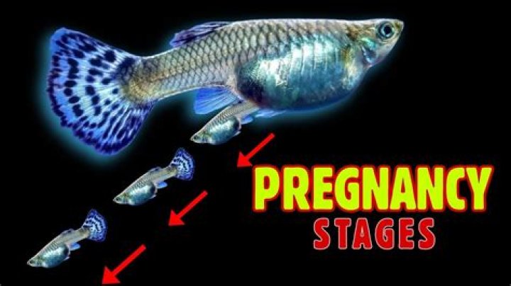 How long are fish pregnant for?