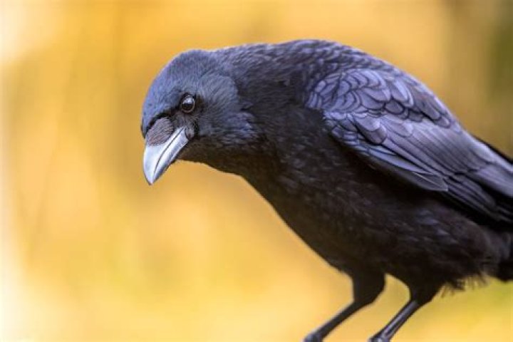 How long can a crow remember your face?