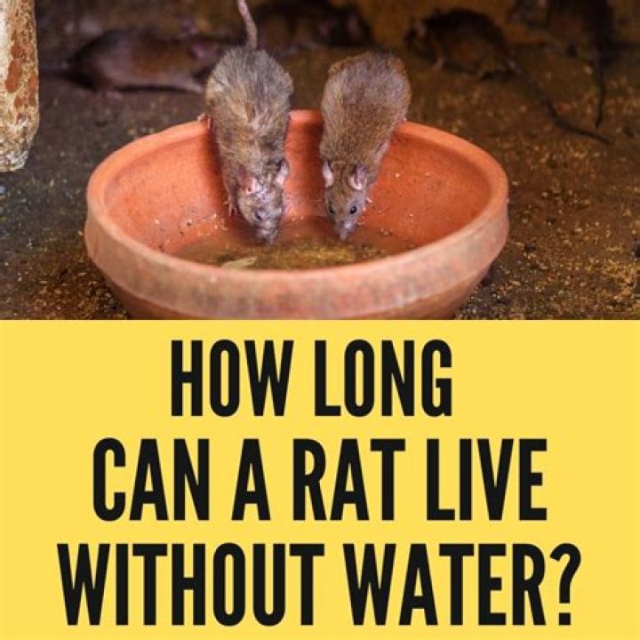 How long can a rat live without water?