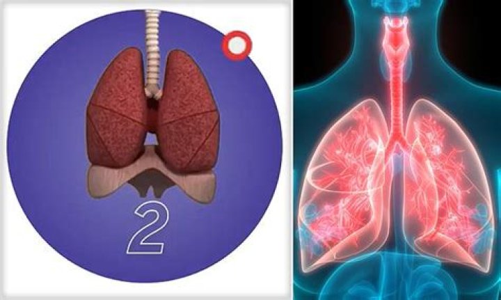 How long can ants hold breath?