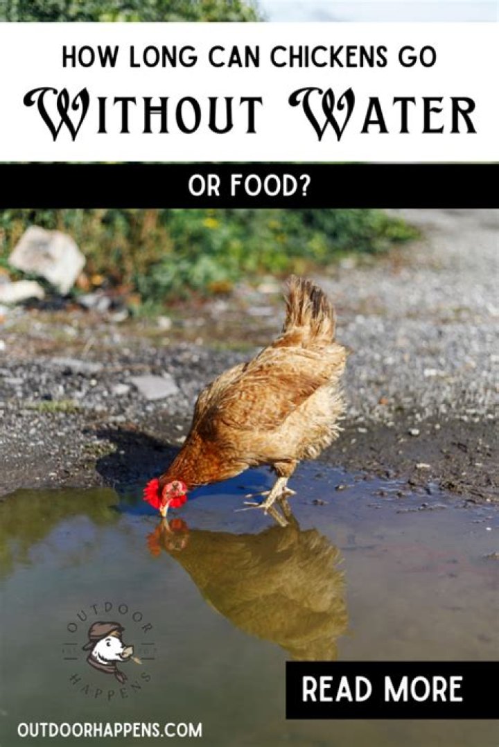 How long can chickens go without food and water at night?