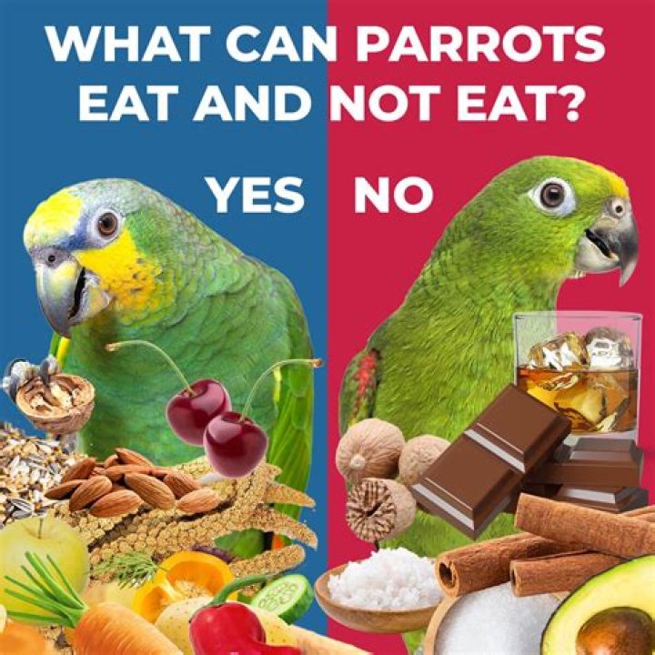 How long can parrots go without food?
