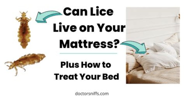 How long can pubic lice live on bedding?