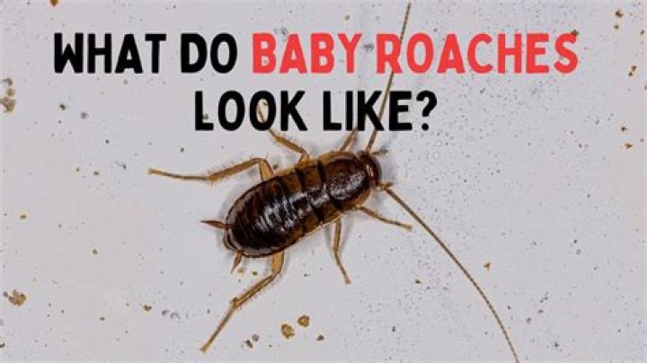 How long do baby roaches live?