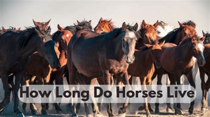 How long do horses spend grazing?