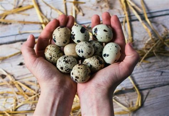 How long do quail eggs last?