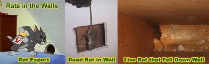 How long does a dead rat in the wall smell?