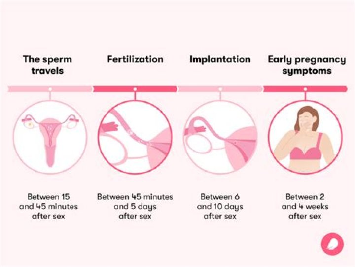 How long does a hen stay pregnant?