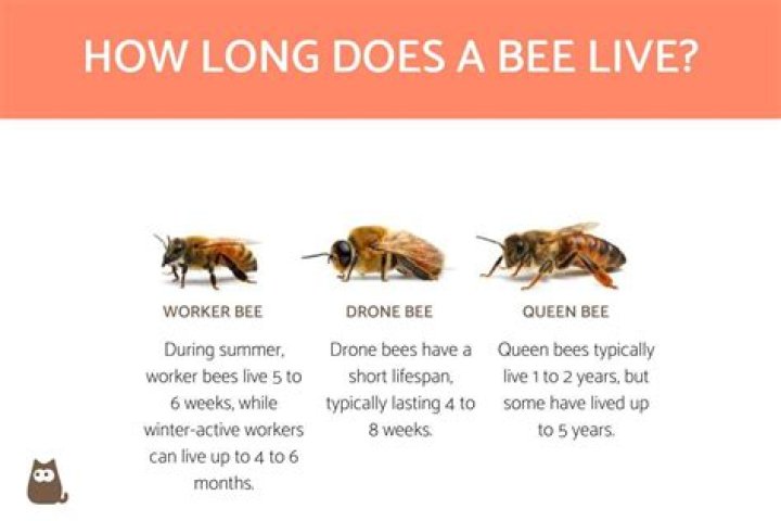 How long does a queen bee live in a hive?