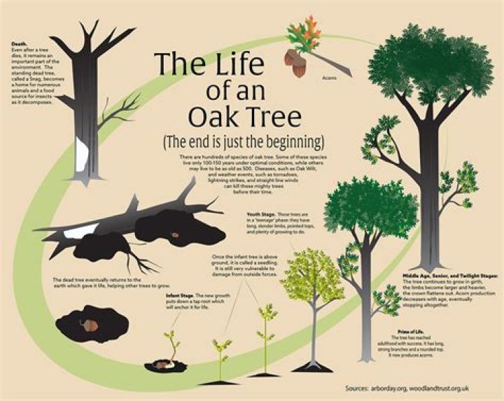 How long does it take a live oak tree to mature?
