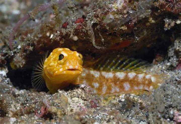 How long does it take fish eggs to hatch?