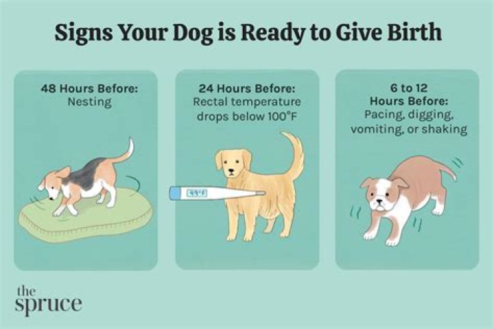 How long does it take for a guppy to give birth to all her fry?