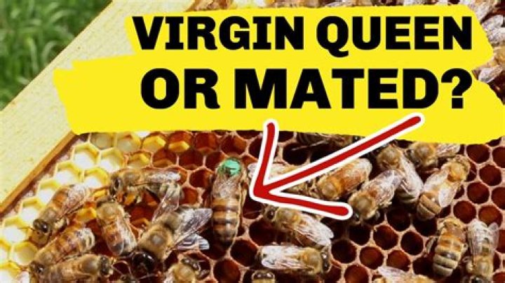 How long does it take for a virgin queen bee to start laying?