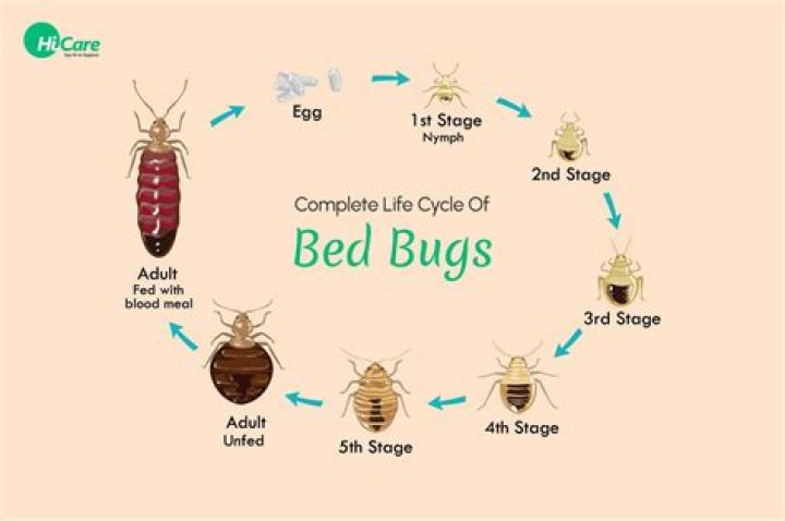 How long does it take for bed bugs to start biting?