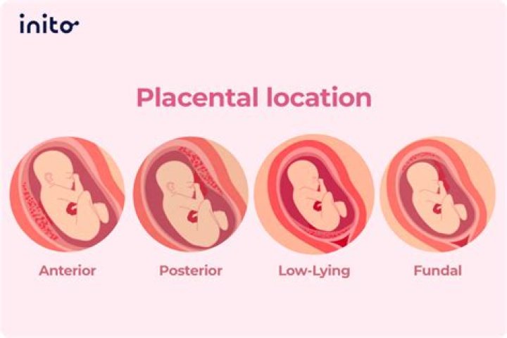 How long does it take for placenta to come out?