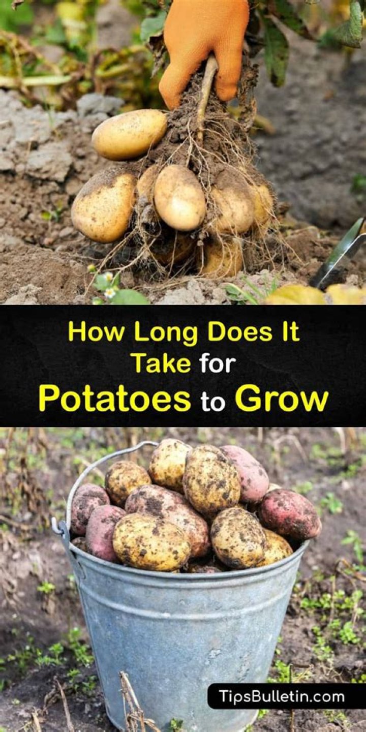 How long does it take to grow potatoes in a bucket?