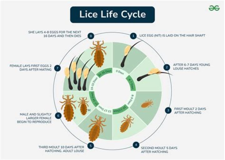 How long does sea lice last?