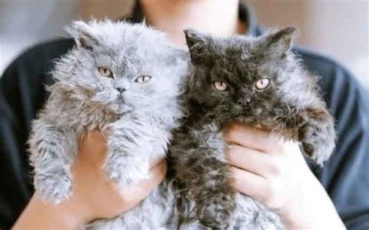 How long is Tapu Bulu in raids?