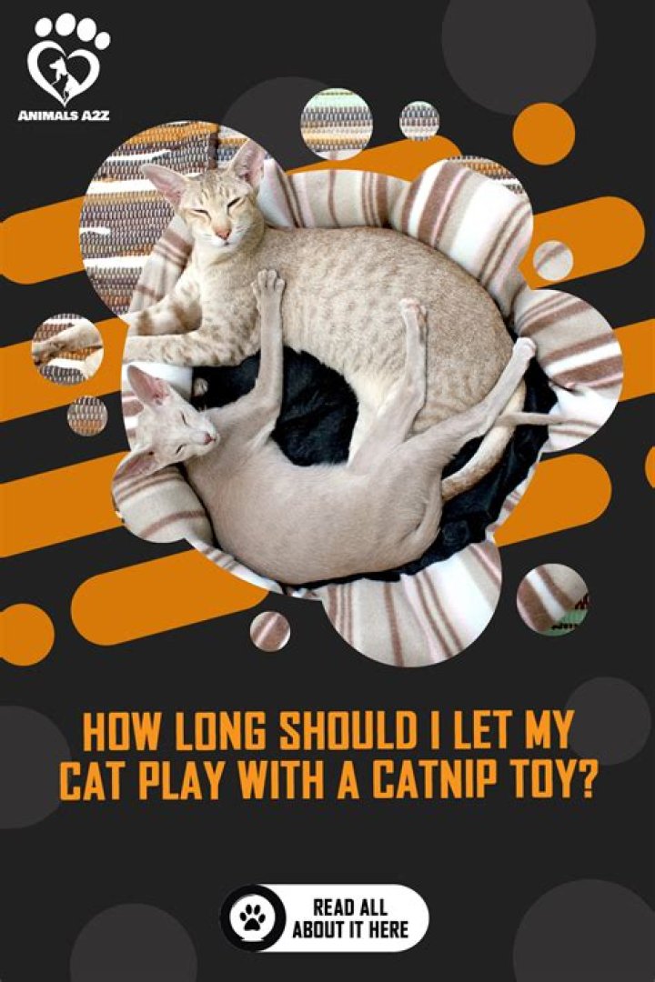 How long should I let my cat play with catnip?